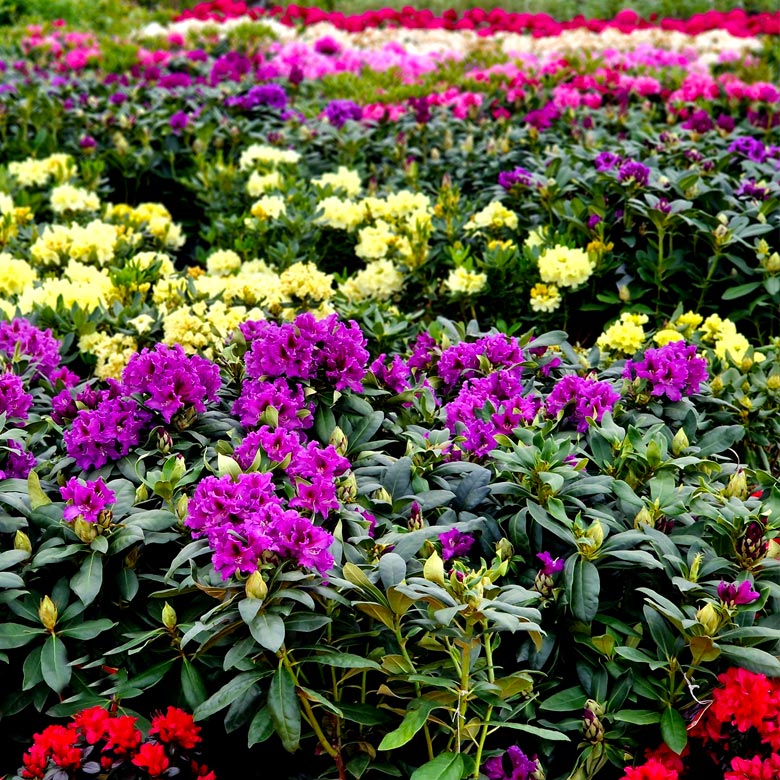 Prince George Farmers Market